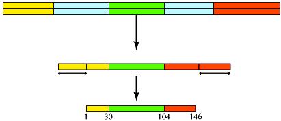 L organizzazione dei genomi cellulari Il significato degli introni Nella maggior parte degli eucarioti complessi (non in eucarioti semplici, es lieviti) Non sono necessari per la funzione dei geni