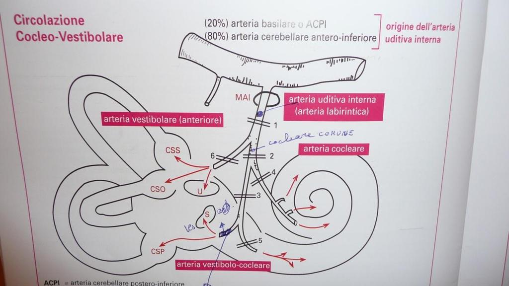 Cardiovascolari Indicatori lab.