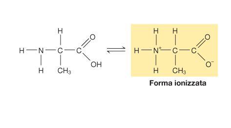 GLI AMINOACIDI SONO LE SUBUNITÀ CHE COSTITUISCONO LE PROTEINE (II).