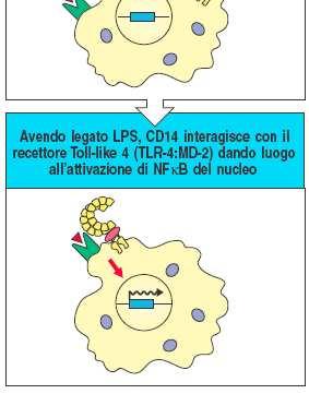 macrofagi è mediato dal CD14 e da MD-2 ed
