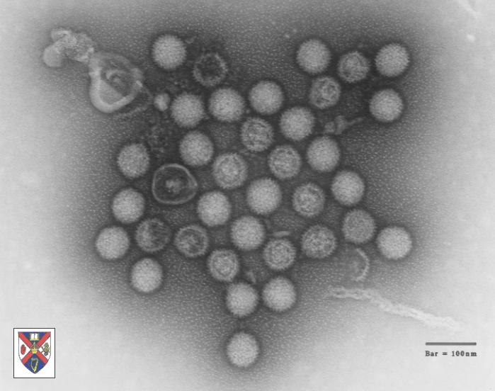 INFEZIONI ETEROLOGHE NoV POSSONO INFETTARE SPECIE ETEROLOGHE CEPPO UMANO GGII PUO INFETTARE SUINI IN MODO ASINTOMATICO