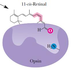 Metaboliti e substrati