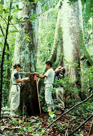 Measuring the dbh [diameter at breast height] of a Prioria copaifera tree (Fabaceae) at the Barro Colorado tropical forest site,