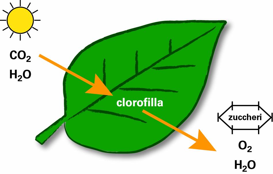 La fotosintesi 12 H 2 O + 6 CO 2 + energia C