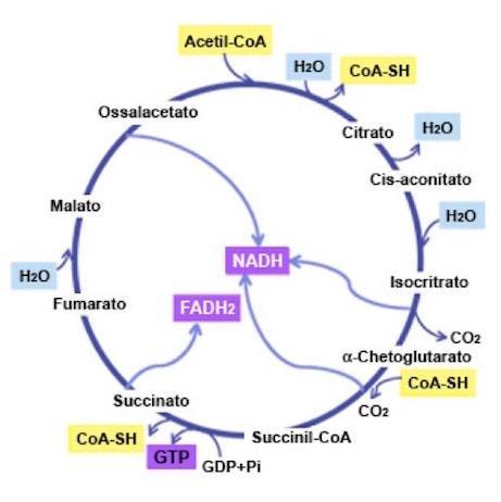 Ciclo di