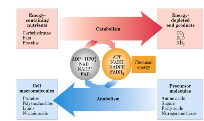 Nutrienti (composti che vengono ossidati ) Carboidrati Lipidi Proteine Biomolecole cellulari Carboidrati Lipidi Proteine Acidi nucleici Catabolismo ADP NAD + FAD ATP NADH FADH 2 Anabolismo