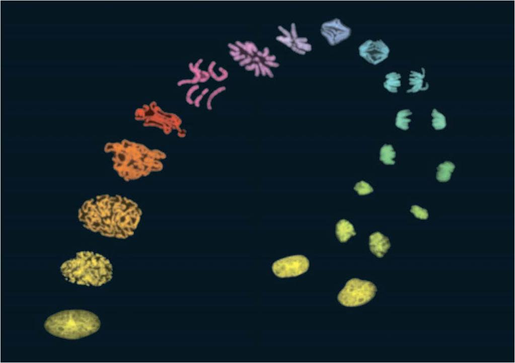 DIVISIONE CELLULARE per organismi unicellulari utilizzata per