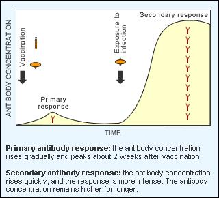 RISPOSTA SECONDARIA - Necessita di una concentrazione minore di antigene per la produzione di anticorpi - fase di