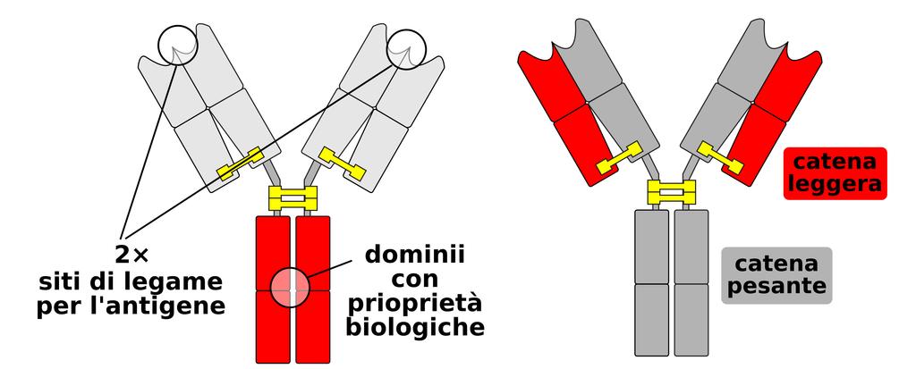 sia al sistema immunitario che ad altri sistemi biologici di riconoscimento Ciascuna immunoglobulina è formata da due catene pesanti e due leggere: ponti disolfuro uniscono la catena pesante e quella