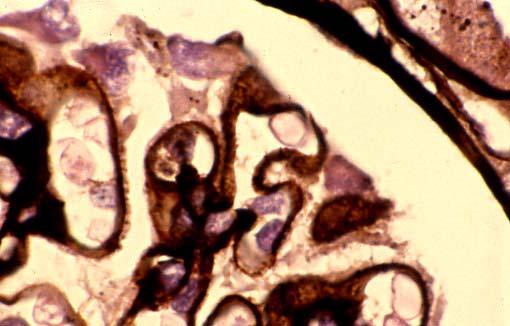 Microscopia Ottica Evidenti