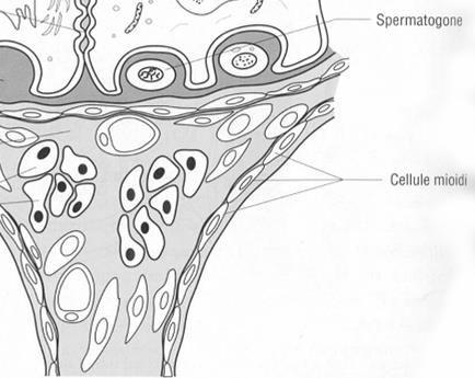 Sono cellule interposte tra le c. di Sertoli e di Leydig. Sono in grado di contrarsi se stimolate dalla endotelina (21 aa) prodotta dalle c.