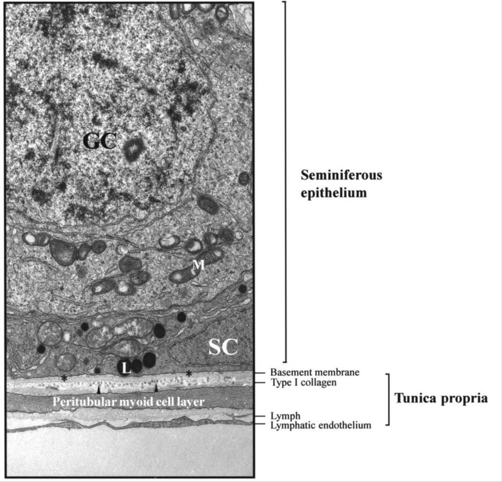 Electron micrograph of a cross-section of a seminiferous tubule from an adult rat testis morphologically divided into the seminiferous epithelium and tunica propria.