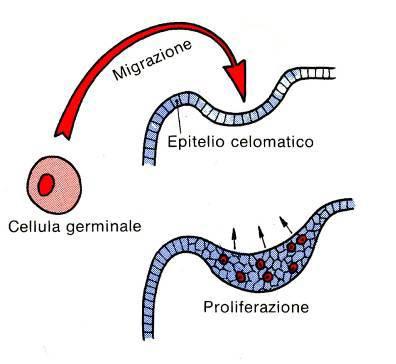 Eventi differenziativi nei testicoli: Creste genitali: sono ispessimenti sul mesonefro 1) All arrivo