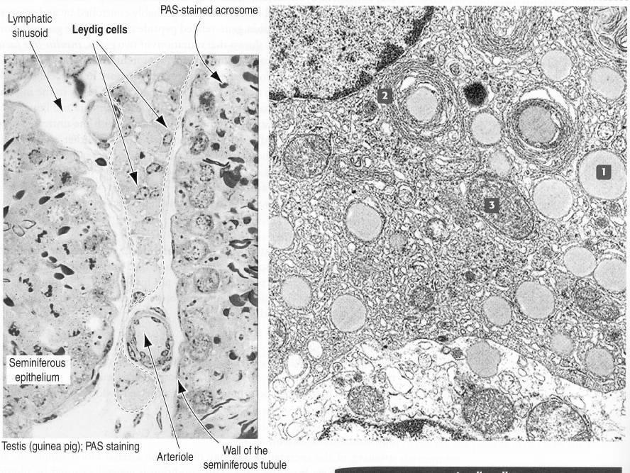 Cellule di Leydig: le cellule produttrici di androgeni nel