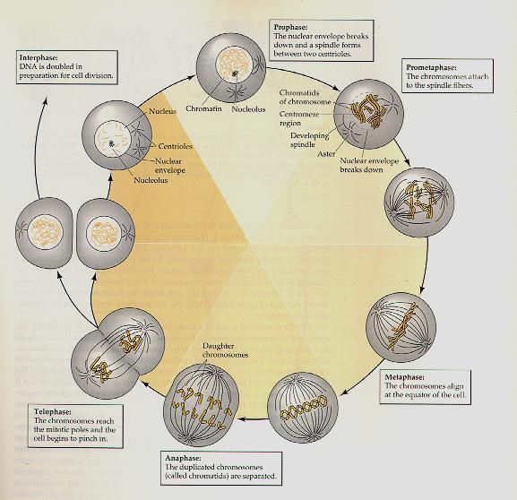 Mitosis & Meiosis in Gametogenesis