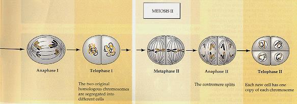 differentiating phase (gamete