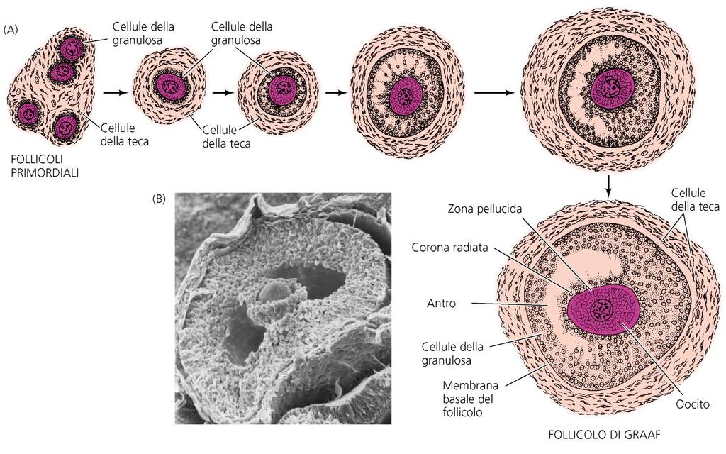 OOGENESI sviluppo del follicolo MAMMIFERI Accrescimento dell oocita (il volume aumenta