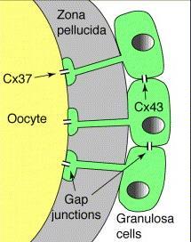 cellule follicolari comprende giunzioni comunicanti Le gonadotropine causano perdita di