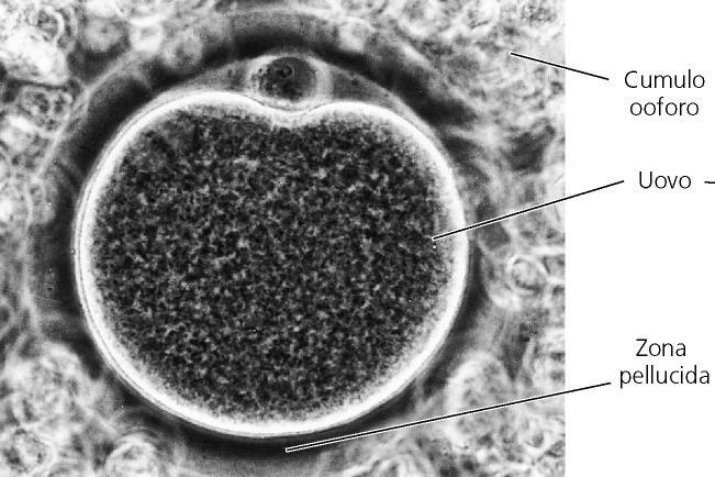 Uovo di mammifero Uovo di anfibio L uovo dei mammiferi è