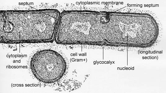 La cellula batterica o