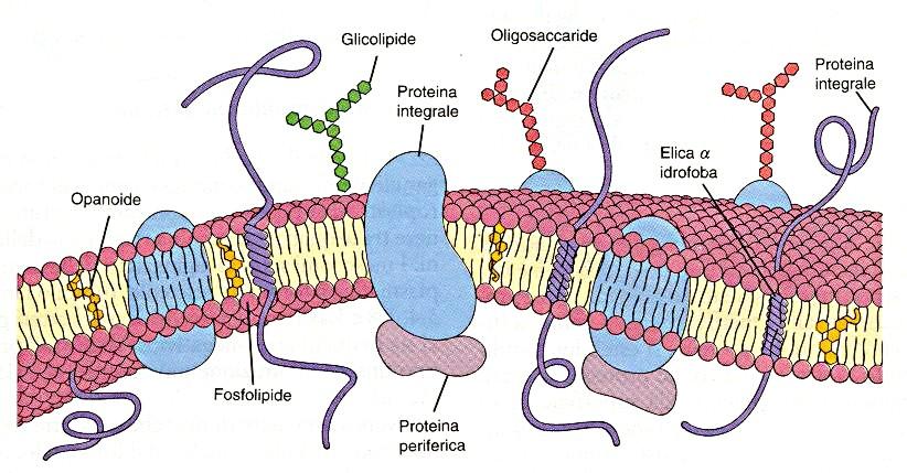 Membrana