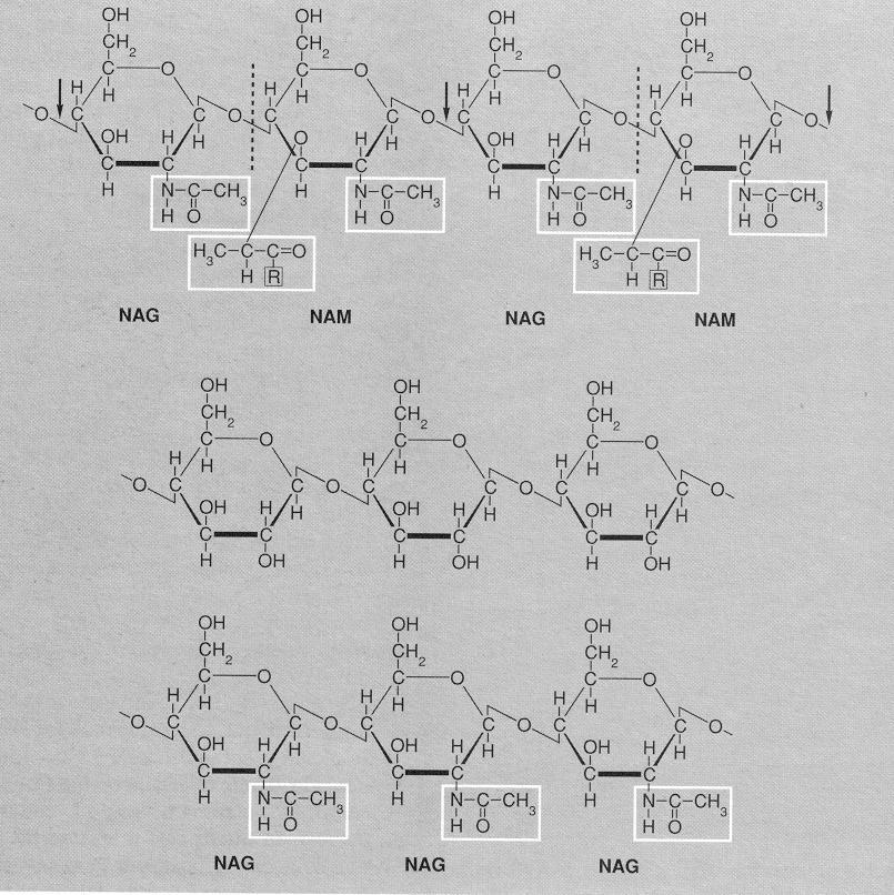 Struttura del peptidoglicano,