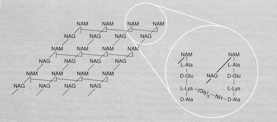 Legame interpeptidico realizzato