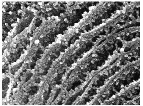 RETICOLO ENDOPLASMATCO RUGOSO Funzione: Sintesi di proteine: : 1. destinate ad essere esportate al Golgi, ai Lisosomi, alle vescicole di accumulo 2.