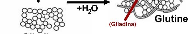 impastata t con l'acqua (elasticità, ità viscosità).