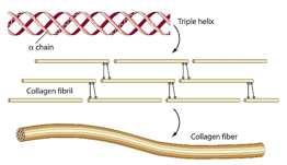 lysine allysine