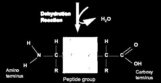 zwitterione Il legame peptidico