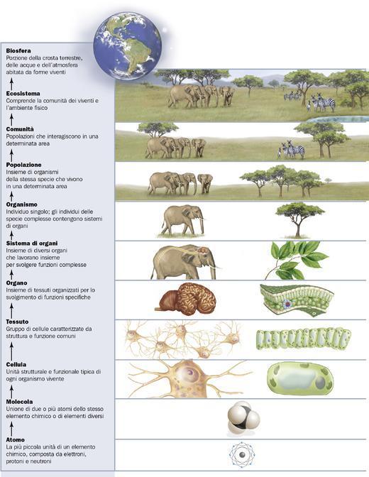 A n i m a l i V e g e t a l i Tassonomia / Livelli di organizzazione