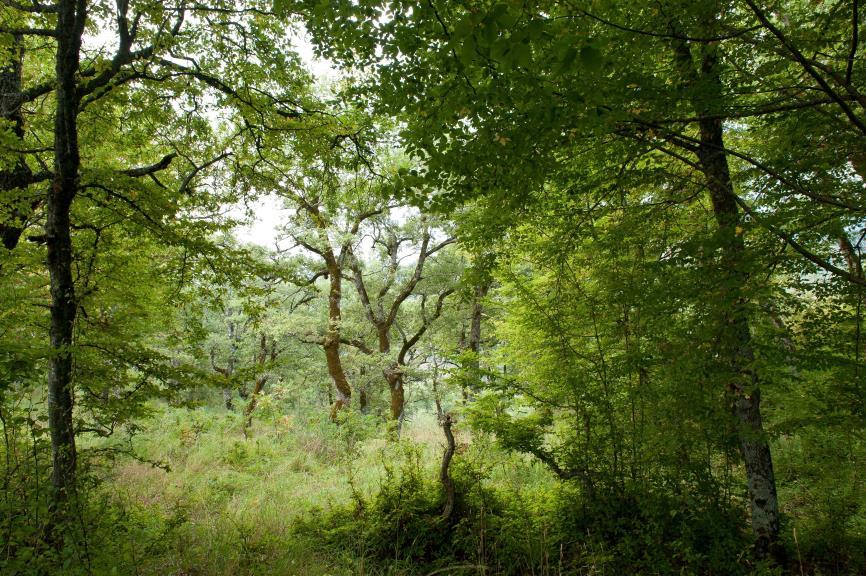 siculi-quercetum frainetto