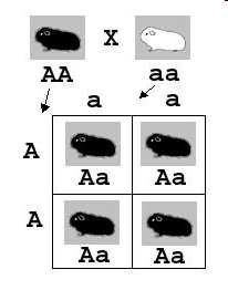 Nell immagine è rappresentato l incrocio di due individui omozigoti per il gene A (colore del mantello) L individuo omozigote DOMINANTE produce solo alleli A L