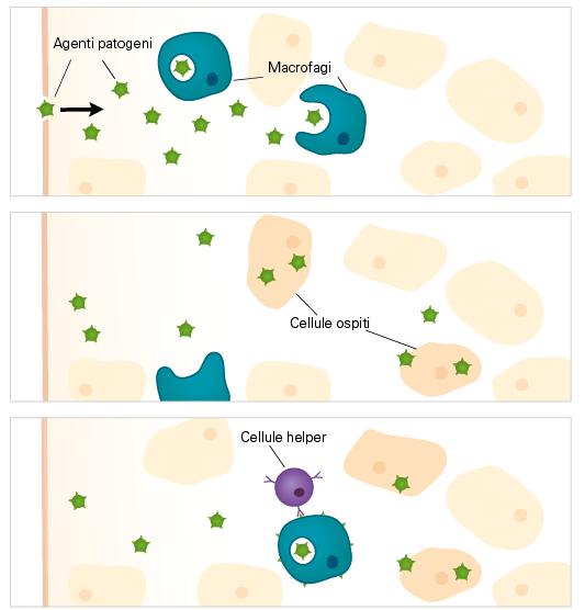 1. I macrofagi (fagociti giganti) divorano subito il maggior numero 2. Gli agenti patogeni sopravvissuti penetrano nelle cellule del corpo e si moltiplicano all interno di esse.