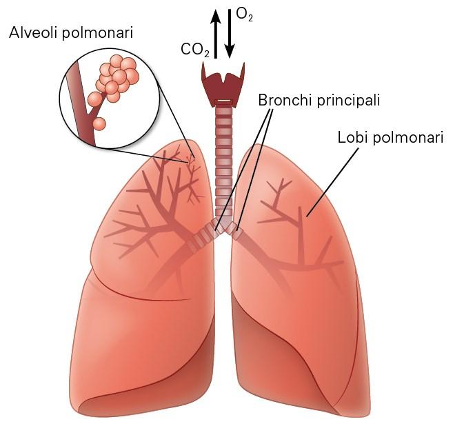 Trasporto di ossigeno Nei polmoni i globuli rossi si caricano dell ossigeno necessario per la combustione e lo trasportano alle cellule degli organi.