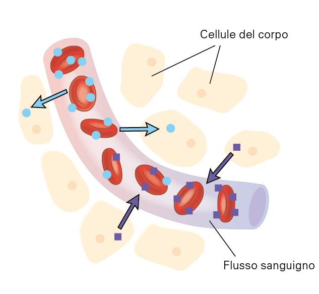 I prodotti di rifiuto che si formano durante la respirazione cellulare all interno della cellula, cioè l anidride carbonica e l acqua, vengono assimilati dal sangue e trasportati verso gli organi di