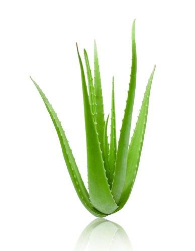 Aloe Vera Bilanciamento del ph e della flora intestinale, regola il transito intestinale e riduce la flatulenza (polisaccaridi).