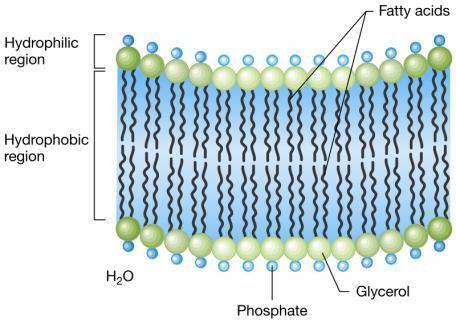 protonmotrice in energia chimica (ATP), cinetica (flagelli), Membrana citoplasmatica: un mosaico fluido.