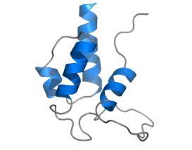 Acyl Carrier Protein SER Modello di holo-acp batterica (complessata con fosfopanteteina) Altri lipidi di membrana Le membrane degli Eucarioti contengono anche steroli (rendono la membrana più rigida)