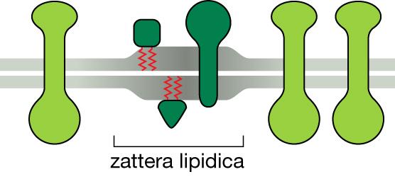 I lipid raft o zattere lipidiche Piccole Aree Specializzate della Membrana (di circa 70 nm di diametri) in cui sono