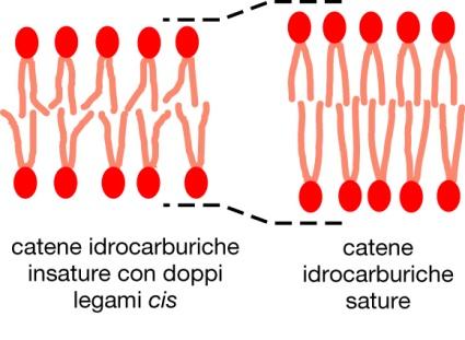 La fluidità del doppio strato lipidico La fluidità di un doppio strato lipidico dipende: 1) dalla temperatura 2) dalla sua composizione 1)