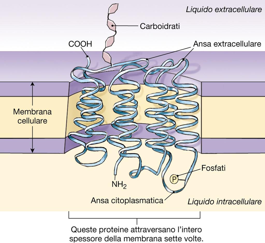 Poiché i legami peptidici sono polari e poiché l acqua è assente nel doppio strato, essi formano tra loro legami idrogeno