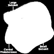 I ribosomi Sono gli organuli più numerosi della cellula; non sono rivestiti da membrana e si presentano come granellini piccolissimi, appena visibili al microscopio elettronico.