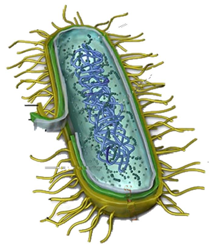 Le membrane biologiche Le membrane biologiche sono una componente fondamentale delle