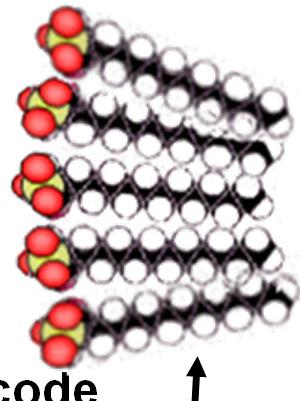 Struttura delle membrane biologiche Associazione spontanea