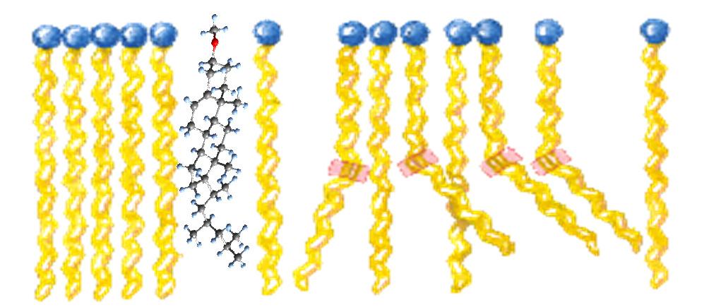 Caratteristiche delle membrane biologiche Le membrane biologiche sono strutture fluide e dinamiche - la fluidità dipende: dalla LUNGHEZZA e GRADO DI INSATURAZIONE delle catene aciliche dalla