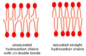 fosolipidico