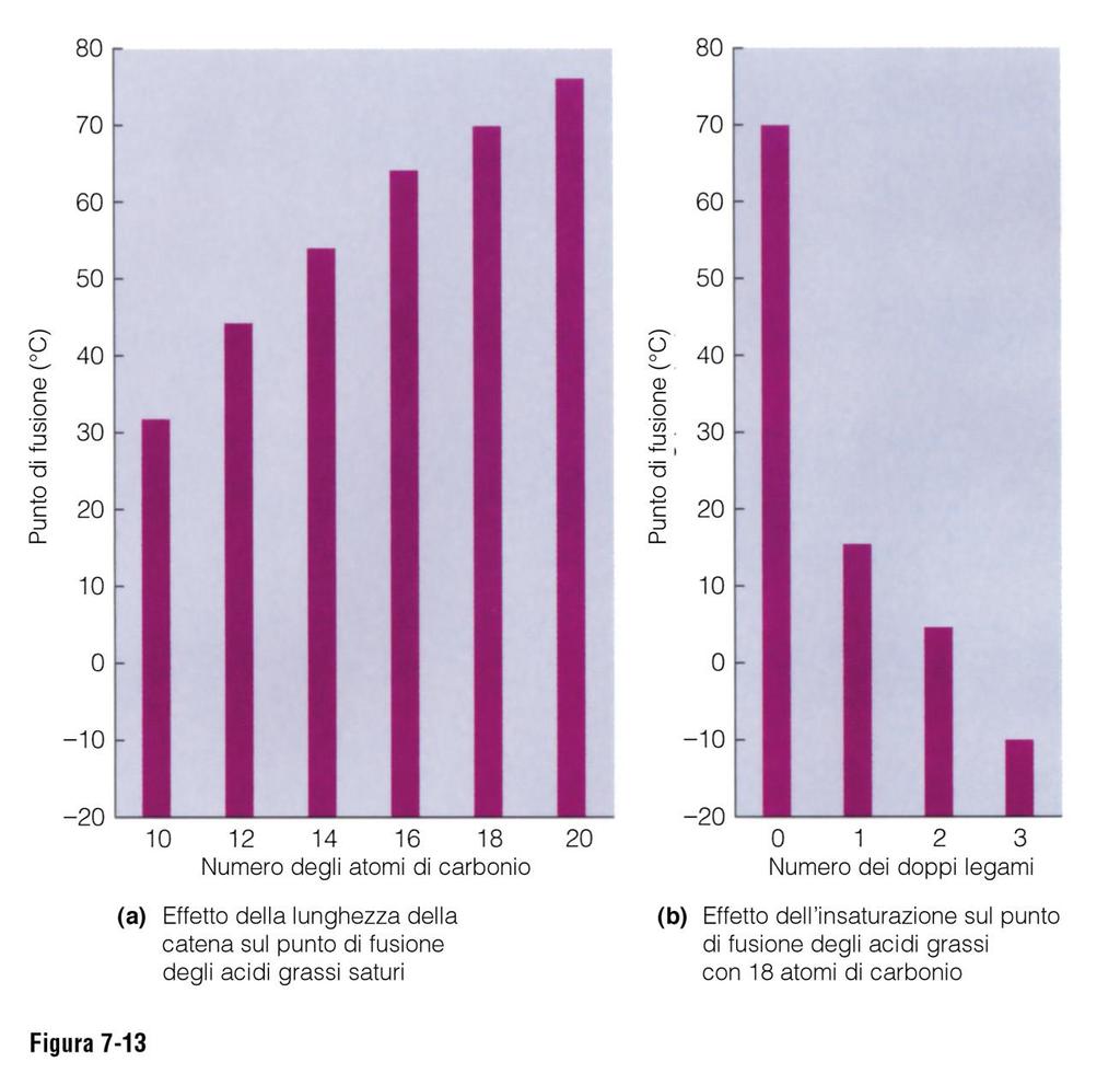 La lunghezza delle catene e la presenza di doppi legami influenzano il