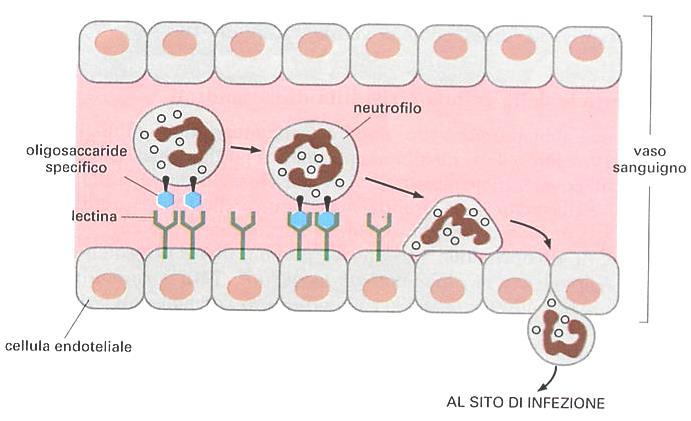 Il riconoscimento dei carboidrati di superficie sui neutrofili è la fase